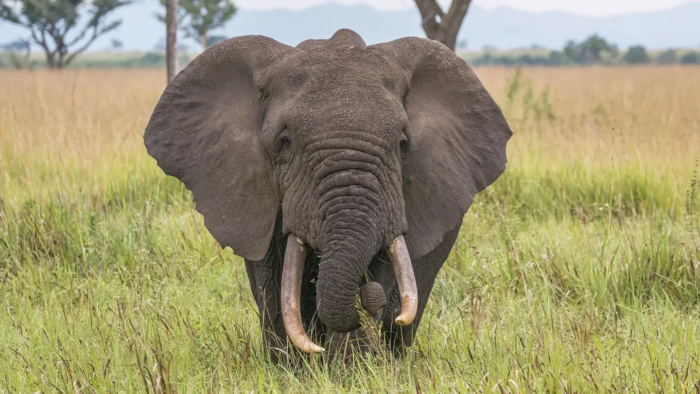 An African elephant standing in tall grass, facing the camera